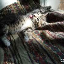 2-х месячные котята от Норвежской Лесной домашней кошки, в Санкт-Петербурге