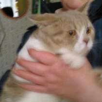 Найден кот, в Москве