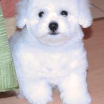 Бишон фризе Геленджике, в Геленджике