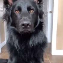 Немецкая овчарка черная, в Черногорске