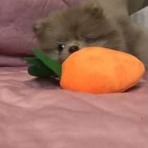 Шпиц мини, в Первоуральске