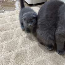 Шатландская вислоухая серенькая девочка, в Нальчике