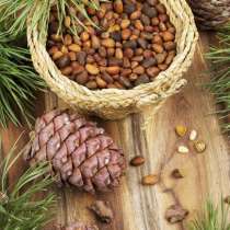 Кедровые орехи, в Югорске