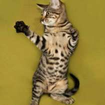 подросток Тигра очень хочет домой!, в Санкт-Петербурге