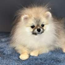 Шпиц, в Муроме