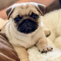 Мопс Магнитогорск, в Магнитогорске