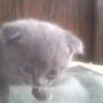 Продам шотландского котенка, в Нижнем Тагиле