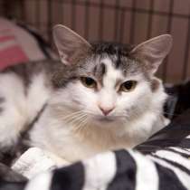 Нежный Эдуард ищет верного друга, в Москве