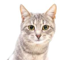 Лилу - серебристая красавица, ищет дом, в Москве