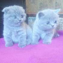 Продам чистокровных шотландских плюшевых котят, в г.Кременчуг