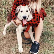 Щенок компаньон, в Москве