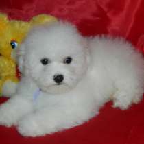 Бишон фризе Калининград, в Калининграде