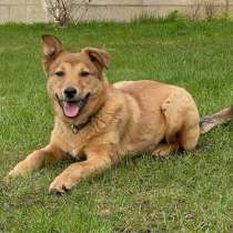 Ричи и Веснушка! 5 мес щенки ищут хозяев, в Москве