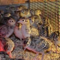 Продам цыплят охотничьего фазана, в г.Костанай