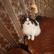 Кошка буба, в Москве