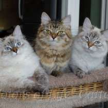 Сибирские котята различных окрасов, в Москве