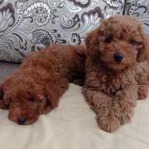 Той Пудель и Карликовый ПУДЕЛЬ В ПРОДАЖЕ, в Челябинске