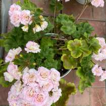 Сортовые пеларгонии, в Анапе