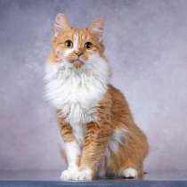 Ярко-рыжая молодая пушистая кошечка Дакота в дар, в Москве
