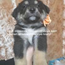 Отдам бесплатно щенков, в Санкт-Петербурге