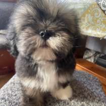 Щенки апсо, в Москве