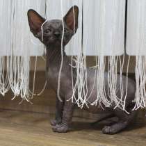 Готовы к бронированию котята канадского сфинкса, в г.Рыбница