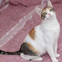 Отдам даром Лиза, нежная, трогательная кошечка в дар, в Москве