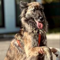 Пушистая красавица собака Дюша в добрые руки, в Москве