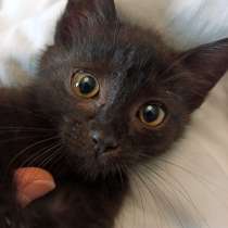 Черненькое солнышко домашний котенок Черничка в добрые руки, в г.Москва