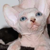 Котята канадского сфинкса, в г.Ашкелон