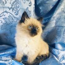 Котенок Невский Маскарадный, в Санкт-Петербурге