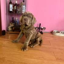 Мастино Наполитано, в Москве