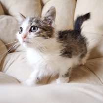 Барсик ищет любящую семью, в Москве