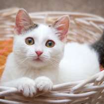 Искристая котенок Белочка в дар, в Москве