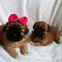 Пекинес Омск, в Омске