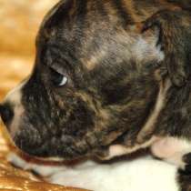 Высокопородные детки Амстаффа, в Москве