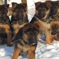 Немецкая овчарка Красноярск, в Красноярске