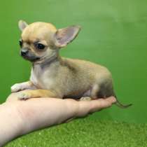 Чихуахуа я Архангельск, в Архангельске