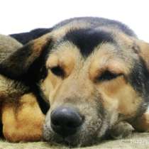Особенной собачке Софушке очень нужна заботливая семья, в Москве