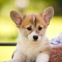 Корги Якутск, в Якутске