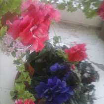 Комнатные цветы, в Лабытнанги