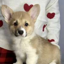Щенки вельш корги пемброк, в Санкт-Петербурге