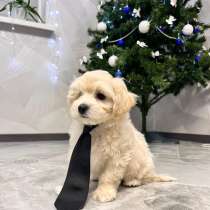 Мальтипу, в г.Могилёв