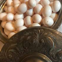 Яйца голубей, голубиные яйца, в Москве