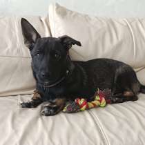 Весёлый и озорной щенок Марик в добрые руки, в Москве