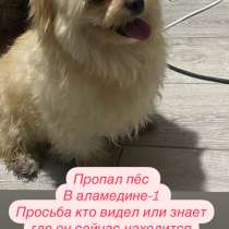 Пропал пёс, в г.Бишкек