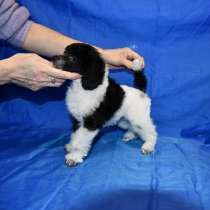 Щенок той пудель арлекин Джентли Борн Пиккер, в Долгопрудном