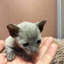 Котята породы Корниш-рекс редких окрасов, в Астрахани