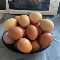 Домашние яйца, в Перми