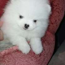 Шпиц Тобольск, в Тобольске